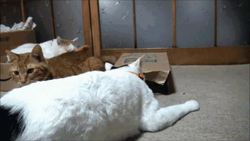 three cats are laying on the floor in front of a cardboard box that says amazon on it