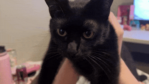 a close up of a black cat being held by someone