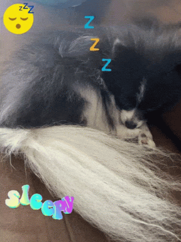 Sleepy Pomeranian GIF - Sleepy Pomeranian Tired GIFs
