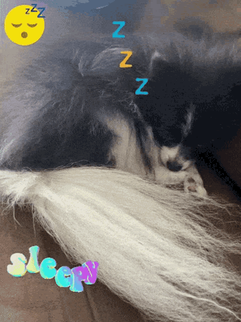 Sleepy Pomeranian GIF