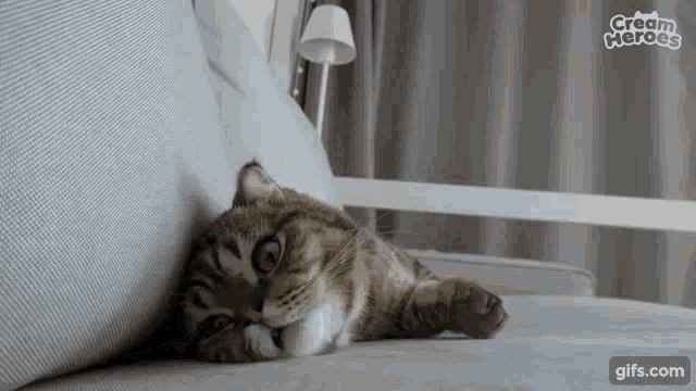 Cat Thunder GIF - Cat Thunder Surprised GIFs