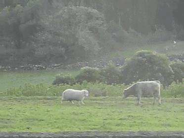 Head Butt Lesson From A Sheep GIF - Sheep Bull Cow GIFs