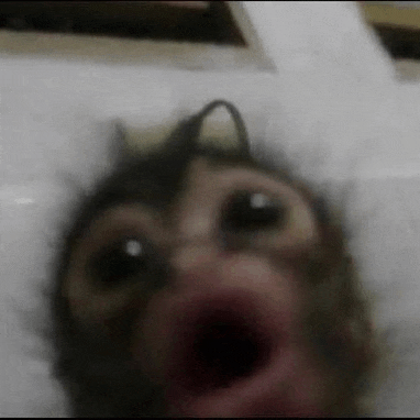 a close up of a monkey with its mouth open and a crown on its head .