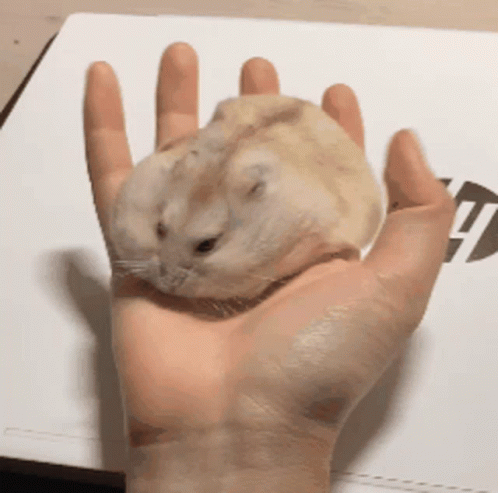 Hamster Eater GIF - Hamster Eater Squishy GIFs