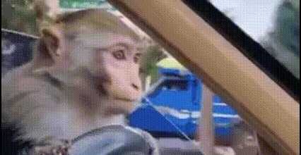 a monkey is sitting in a car looking out the window .