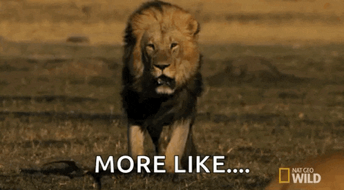 a lion is walking across a grassy field with the words `` more like '' written on the bottom .