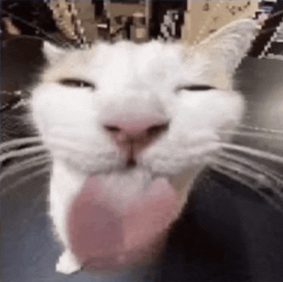 a white cat is sticking its tongue out .