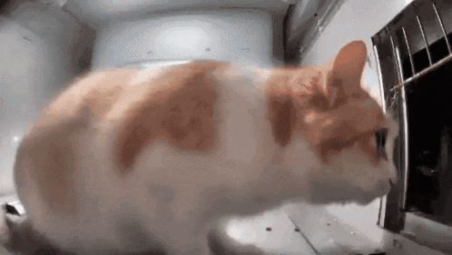 an orange and white cat is looking out of a microwave oven .