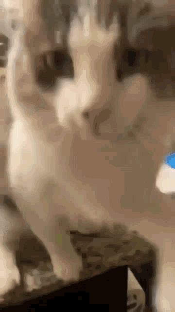 a close up of a cat 's face looking at the camera with a blurry background .