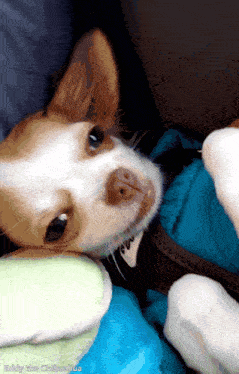 a chihuahua laying on a blue blanket with the name eddy on the bottom