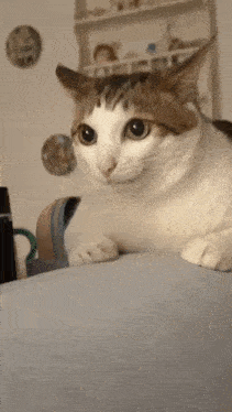 a brown and white cat is laying on a blue couch looking at the camera .