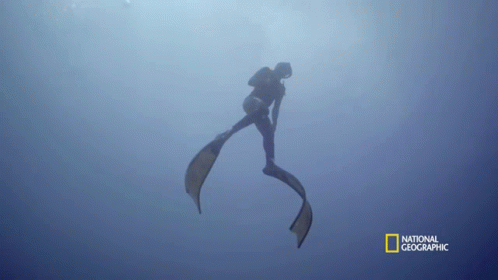 Surfacing Gordon Goes Spearfishing For Snapper GIF - Surfacing Gordon Goes Spearfishing For Snapper Deep Sea Diving GIFs