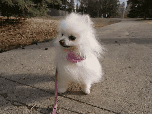a small white dog wearing a pink leash