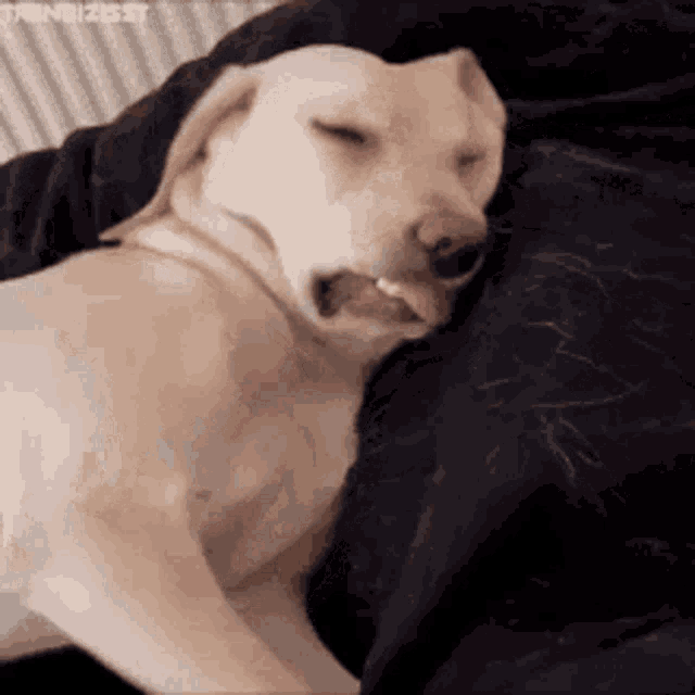 a dog is sleeping on a bed with its mouth open and its tongue hanging out .