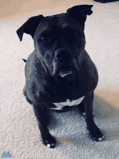 a black dog is sitting on a carpet with a momento logo in the background