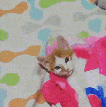 a brown and white kitten is laying on a bed