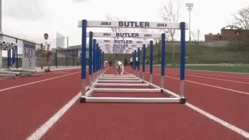 Butler Dog GIF - Butler Dog Running GIFs