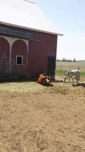 Funny Horse GIF - Funny Horse GIFs