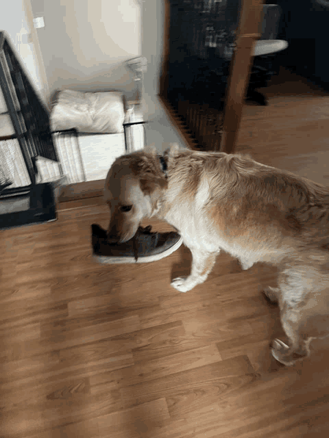 a dog sniffs a person 's shoe on a wooden floor