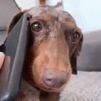a dachshund is holding a cell phone to his ear .