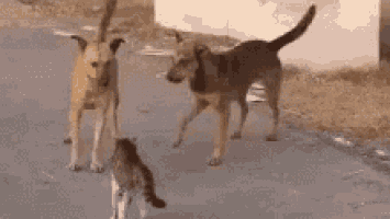 two dogs and a cat are standing on the side of a road .