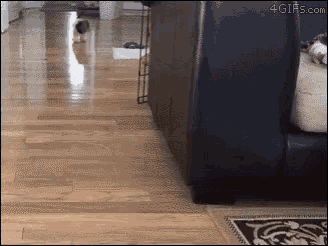 Doxie Dogs GIF - Doxie Dogs GIFs