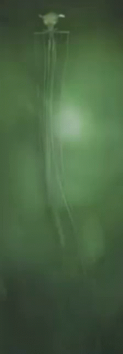Squid Scary GIF - Squid Scary GIFs