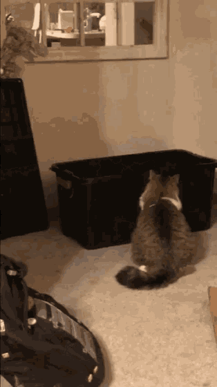 Cats Fat GIF - Cats Fat Surprise GIFs