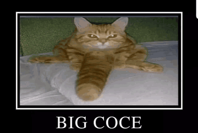 a cat with a long tail is laying on a bed with a big coce poster behind it .