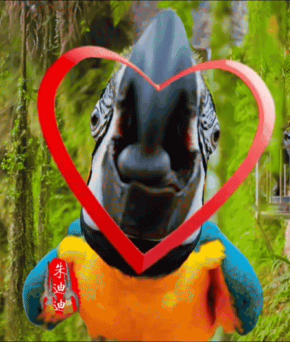 Parrot Heart GIF - Parrot Heart Love GIFs