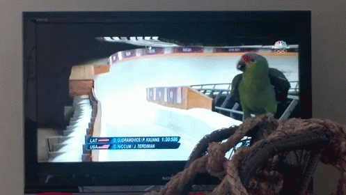 Get Out Of The Road! GIF - Olympics Luge Parrot GIFs