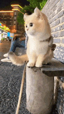 a cat is sitting on a wooden stump with a leash around its neck .