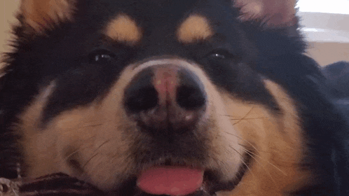 a close up of a dog with its tongue out .