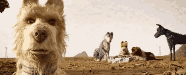 a group of dogs are sitting in the dirt and one of them is looking at the camera