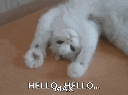 a white cat is laying on its back on the floor and saying hello .