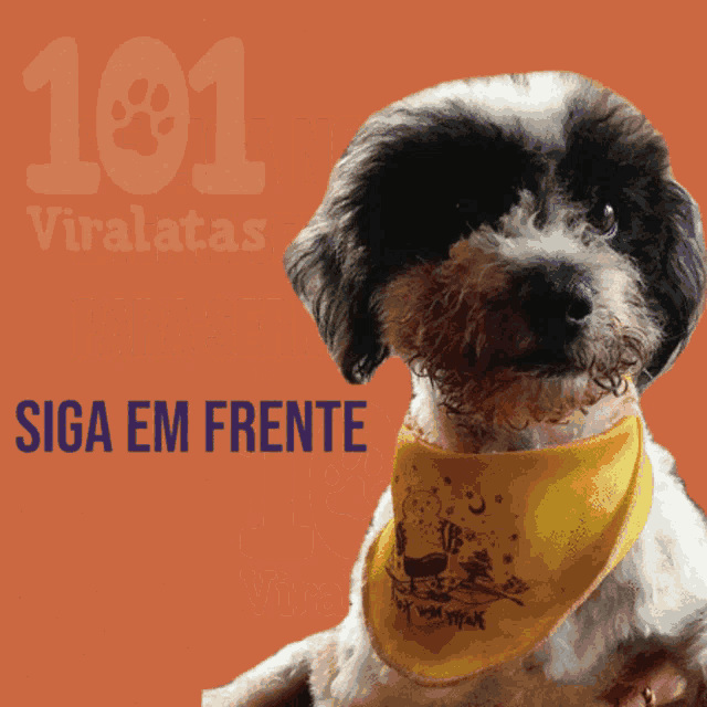a dog wearing a yellow bandana with the words siga em frente written below it