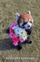 a red panda is holding a bunch of flowers on its back .