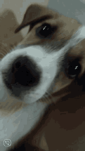 a close up of a dog 's face with a phone icon in the lower right corner