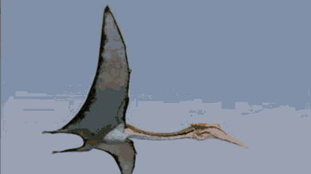 Dinosaur Pterosaur GIF - Dinosaur Pterosaur Quetzalcoatlus GIFs