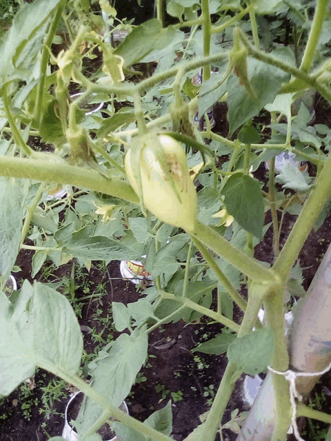 a close up of a plant with a yellow flower