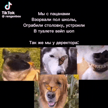 a collage of dogs with a butterfly on their face