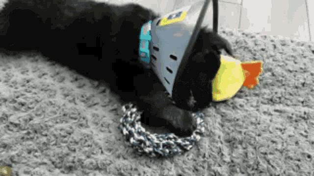 a black dog is wearing a cone on its head and playing with a toy