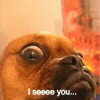 a pug dog says i seeee you