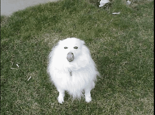 a small white dog sticking its tongue out while standing in the grass