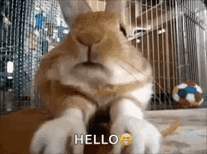 a close up of a rabbit saying hello with a smiley face on its paws
