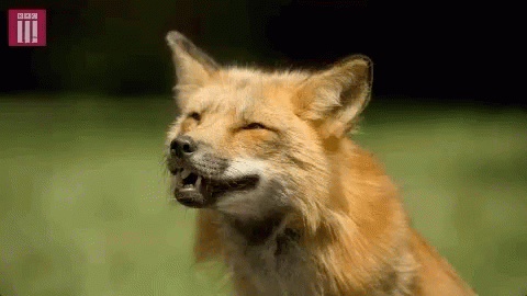 Fox Smiling GIF - Fox Smiling Wild Life GIFs
