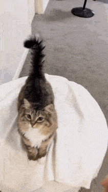 a cat is standing on top of a white table .