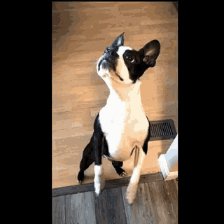 a black and white dog is standing on its hind legs looking up