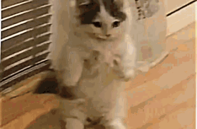 Cmon Bruh Smh Cat GIF - Cmon Bruh Smh Cat GIFs
