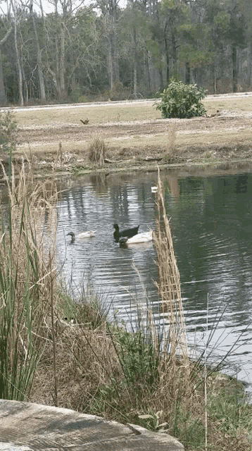 Butt In The Air Duck GIF - Butt In The Air Duck Show Off Your Butt GIFs